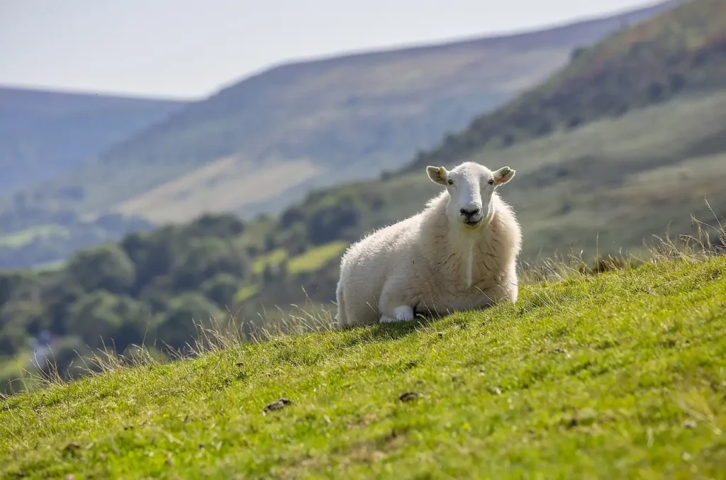 Discovering the Richness of Sheep's Milk