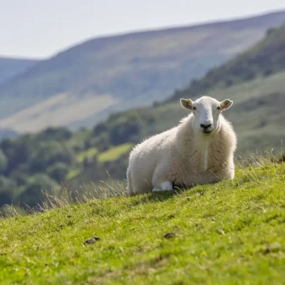 Discovering the Richness of Sheep’s Milk: Health Benefits and Recipe Ideas